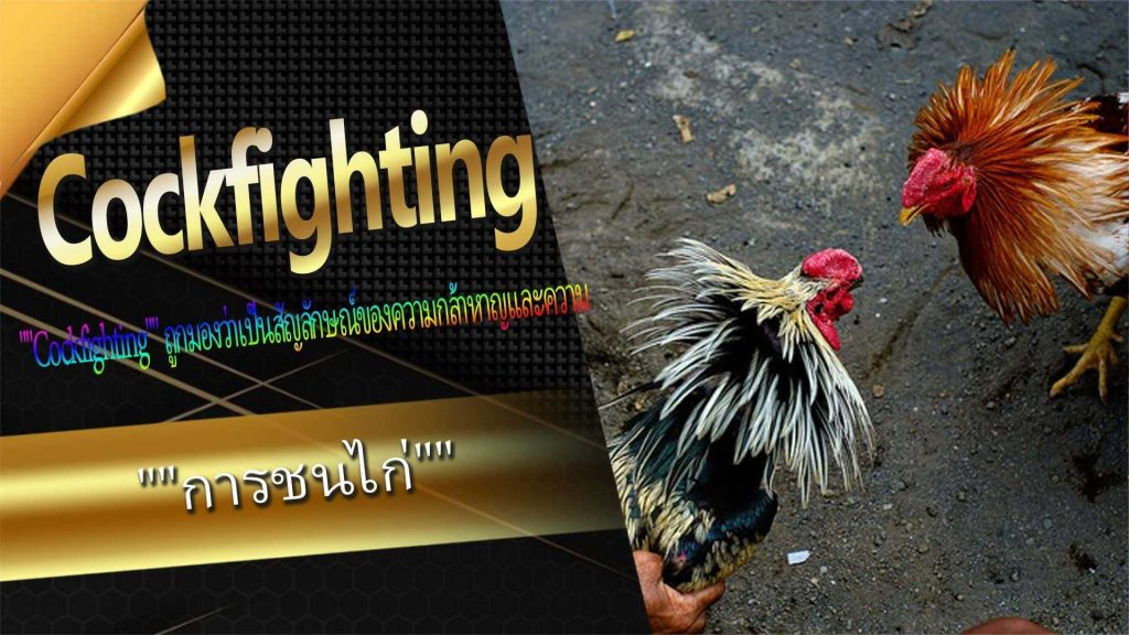 ความสำคัญทางวัฒนธรรมของ Cockfighting