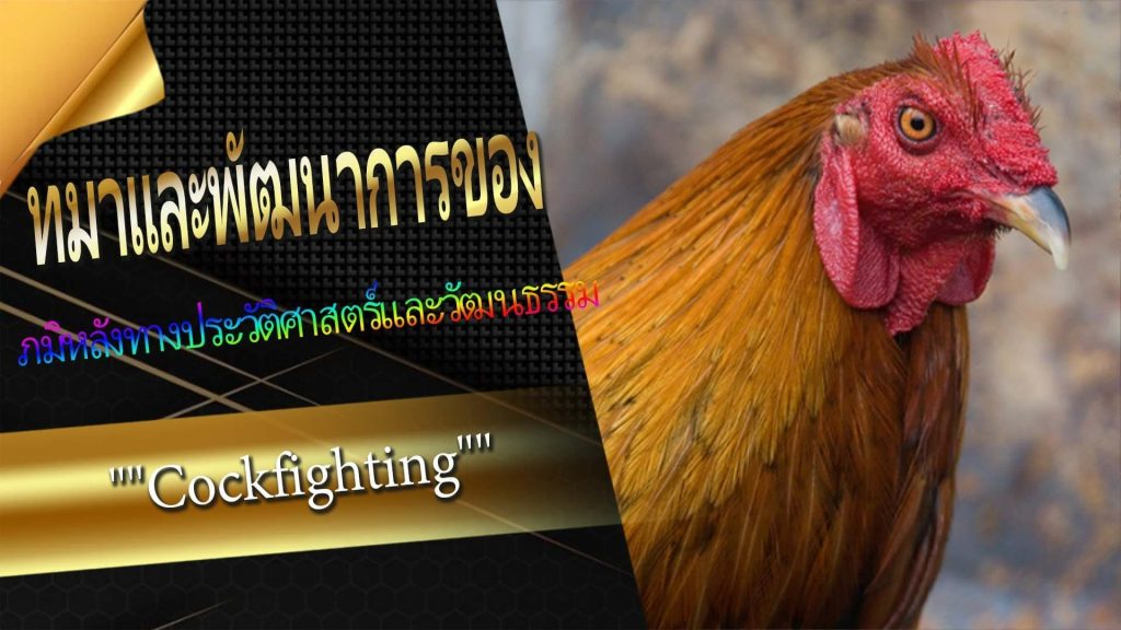 ภูมิหลังทางประวัติศาสตร์และวัฒนธรรมของ Cockfighting