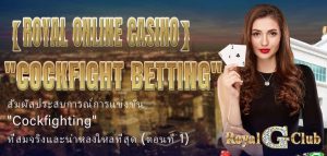 【Royal Online Casino】 Cockfight Betting สัมผัสประสบการณ์การแข่งขัน Cockfighting ที่สมจริงและน่าหลงใหลที่สุด (ตอนที่ 1)